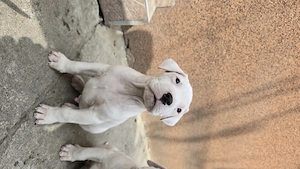 Pui Femela Dog Argentinian