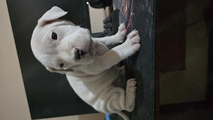 Pui Femela Dog Argentinian - imagine 3