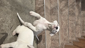 Pui Femela Dog Argentinian - imagine 2