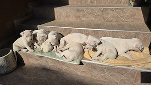 Pui Femela Dog Argentinian - imagine 4