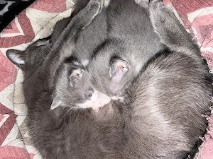 Albastru de Russia disponibil 2 pui - imagine 2