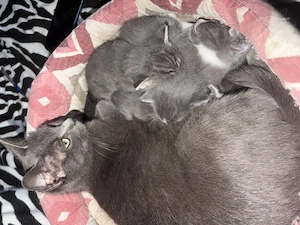 Albastru de Russia disponibil 2 pui - imagine 3