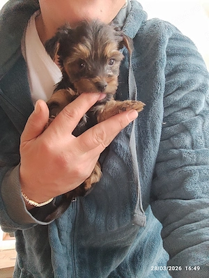 de vanzare yorkshire terrier