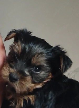 de vanzare yorkshire terrier