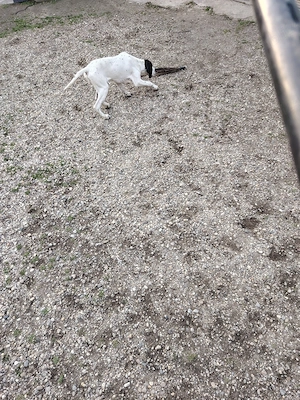 caine de vânătoare 