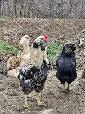 Oua verzi Araucana 