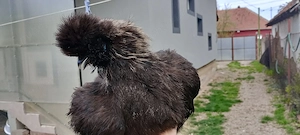 Vând o pereche de găini mătase japoneză