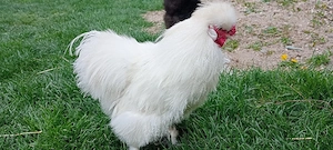 Vând o pereche de găini mătase japoneză - imagine 2