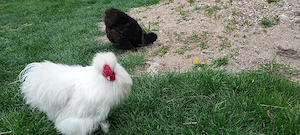 Vând o pereche de găini mătase japoneză - imagine 3