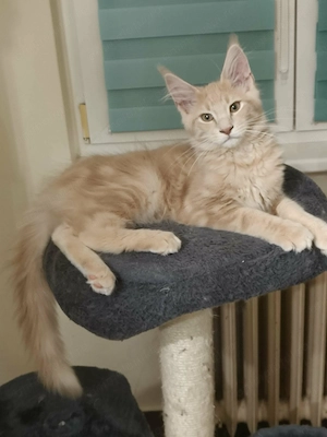 Pui de pisica Maine Coon - imagine 2