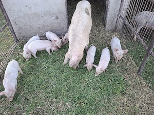 vând purcei - imagine 3