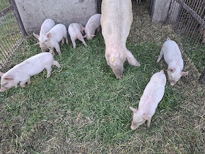 vând purcei - imagine 2