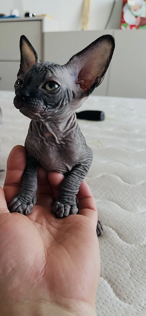 Pui Sphynx deosebiți !