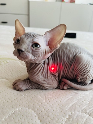 Pui Sphynx deosebiți ! - imagine 4