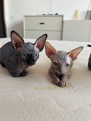 Pui Sphynx deosebiți ! - imagine 3