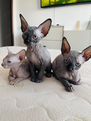 Pui Sphynx deosebiți ! - imagine 5