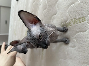 Pui Sphynx deosebiți ! - imagine 2