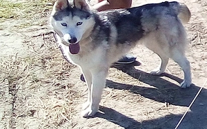 hasky siberian 