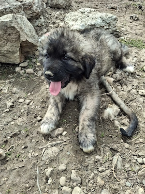 Câine ciobănesc  - imagine 3