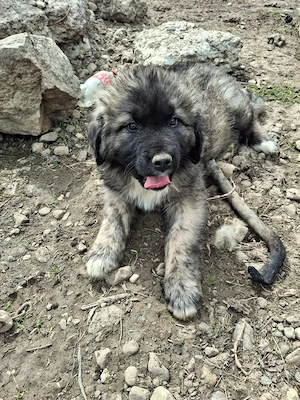 Câine ciobănesc  - imagine 4