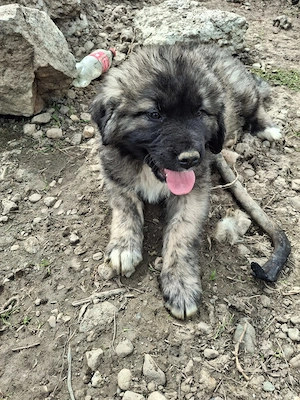 Câine ciobănesc  - imagine 2