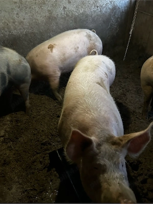 porci peste 300kg - imagine 3