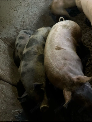 porci 300kg  - imagine 2