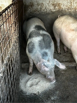 porci peste 300kg - imagine 4