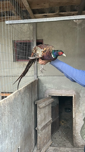 Fazani comuni de vanzare 