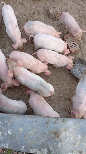 Vând 13 purcei de cinci săptămâni 