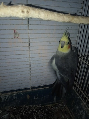 Schimb nimfa - imagine 2