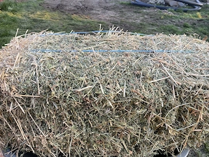 Vând baloți lucernă 