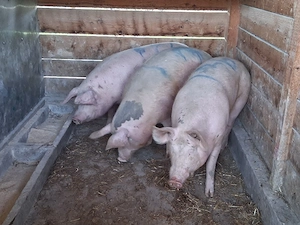 vând porci pentru sacrificat 135-150 kg kg