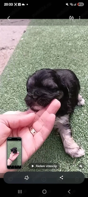 Shitzu fetita de vanzare - imagine 4