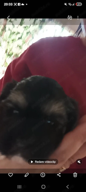 Shitzu fetita de vanzare - imagine 5