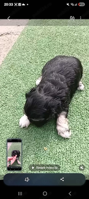 Shitzu fetita de vanzare - imagine 3