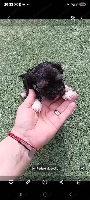 Shitzu fetita de vanzare - imagine 2