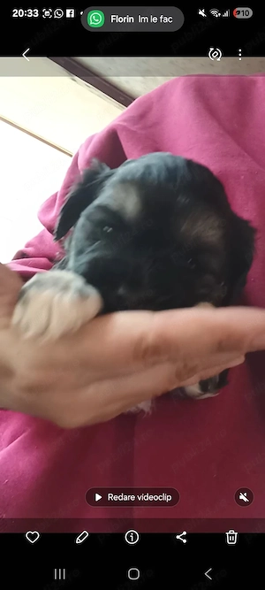 Shitzu fetita de vanzare