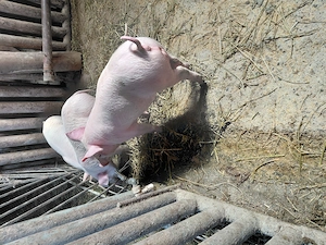 de vinzare  - imagine 2