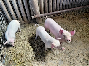 de vinzare  - imagine 4