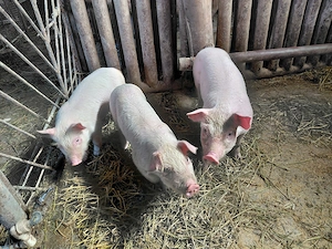 de vinzare  - imagine 3