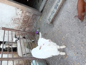 De vanzare iezi  - imagine 2