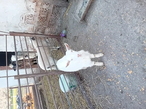 De vanzare iezi  - imagine 3