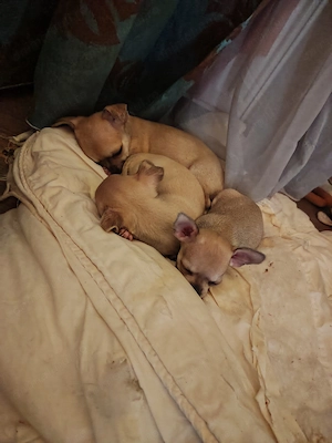 Vând pui chihuahua deosebiti - imagine 2