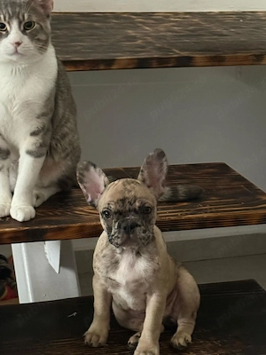 De vanzare BullDog Francez