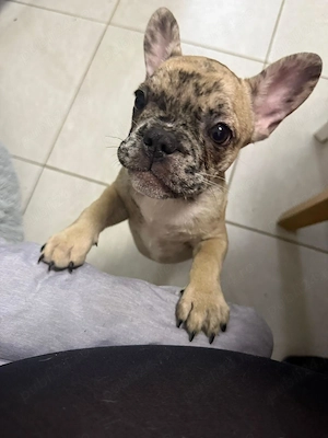 De vanzare BullDog Francez - imagine 2