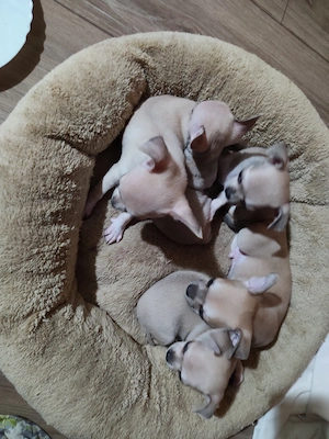 Vând pui chihuahua deosebiti - imagine 4