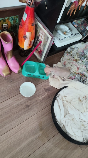 Vând pui chihuahua deosebiti - imagine 3