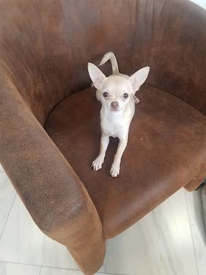 Vând pui chihuahua deosebiti - imagine 5