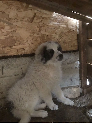 mascul ciobanesc de bucovina 